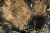 Polished Petrified Wood (Palmoxylon) Slab - Wyoming #125672-1